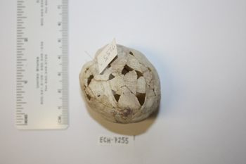 Media type: image;   Invertebrate Zoology ECH-7255 Description: Preserved specimen.;